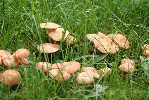 Champignons dans la pelouse: anneaux de sorcières - anneaux de fées