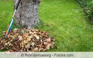 Gazononderhoud in de herfst