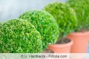 Boxwood fertilizer – composition and application