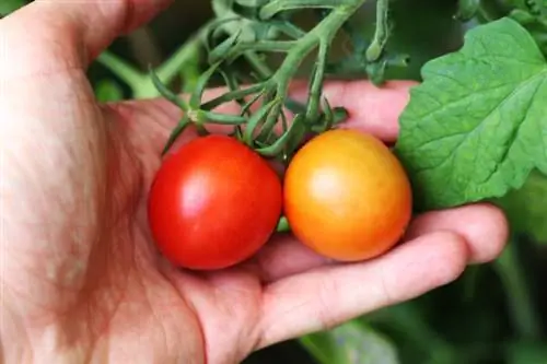 Tomatoes in hand