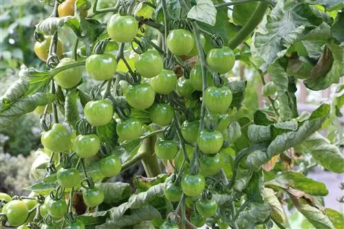 Fertilizar los tomates: ¿con qué frecuencia, cuándo y con qué?