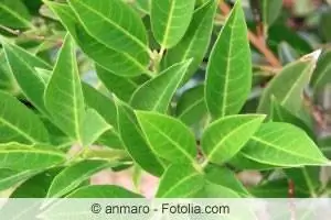 Cherry laurel has brown leaves - what to do?