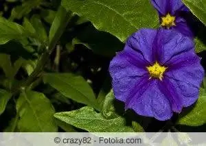 Gentiaanbos, Solanum rantonnetii - versorging, sny en oorwintering