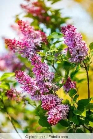 With proper care, lilacs grow very densely and are also suitable as privacy screens