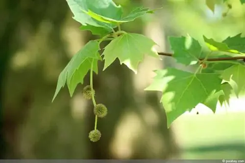 Çatı çınar ağacı – bakımı, dikimi, doğru kesilmesi