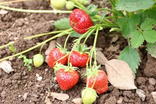 Ravageurs des fraises - poux, coléoptères et vers