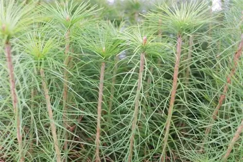 Pests on pine trees - combat pine pests