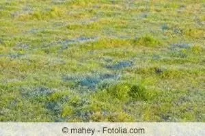 با بیماری لکه دلاری در چمن مبارزه کنید