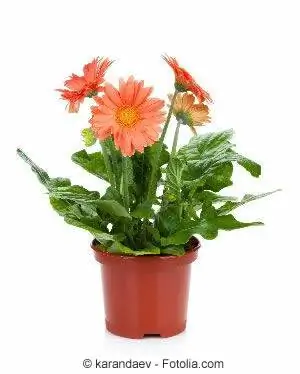 Gerbera en maceta - Instrucciones para el cuidado de gerberas en maceta