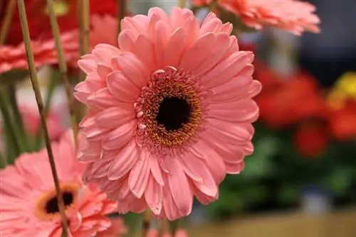 Gerbera's