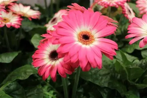 Gerbera - plantering, skötsel och övervintring