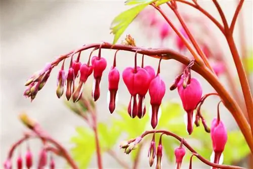 blødende hjerte - Dicentra spectabilis