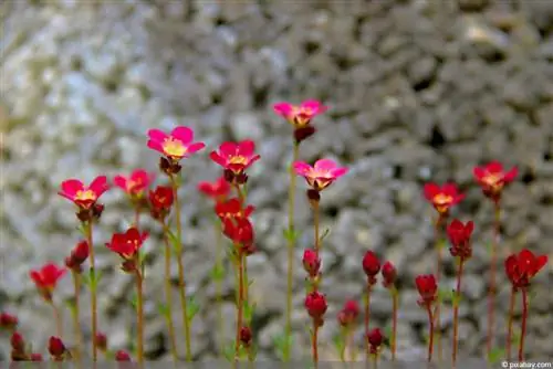 Rêu saxifrage - Saxifraga arendsii