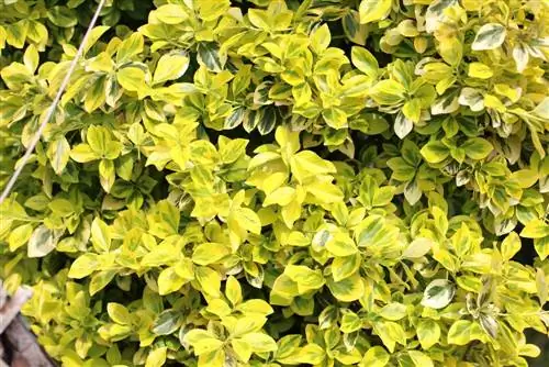 Golden privet, Ligustrum ovalifolium Aureum - Care & การตัด