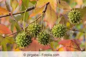 Gumball Gumball, Liquidambar styraciflua Gumball - Qulluq Təlimatları