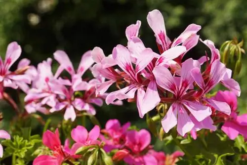 Pelargoniums em pé e pendurados durante o inverno