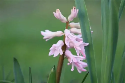 Hyacinty řádně přezimujte