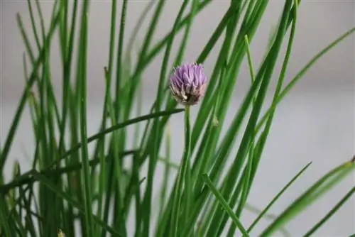 chives