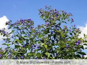 Gentian tree