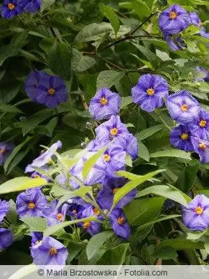 Gentian bush