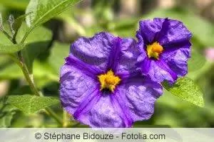 Gentian, gentian bush & Overwinter gentian tree