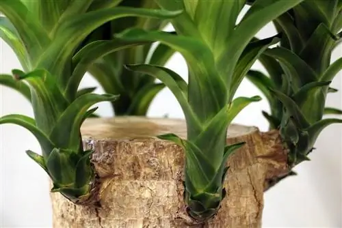 Cây cọ Yucca - hoa huệ tây