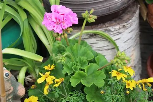 Geef geraniums op de juiste manier water - tips voor het water geven