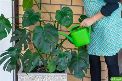 Ujitni gjethen e dritares (Monstera deliciosa).