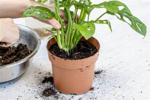 Repot Monstera apblad (Monstera adansonii).