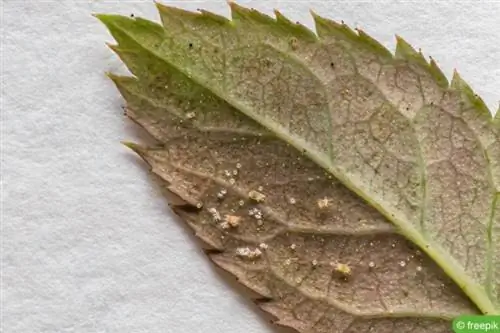 Hoja con ácaros