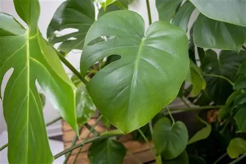 Monstera lišće opušteno: šta učiniti?