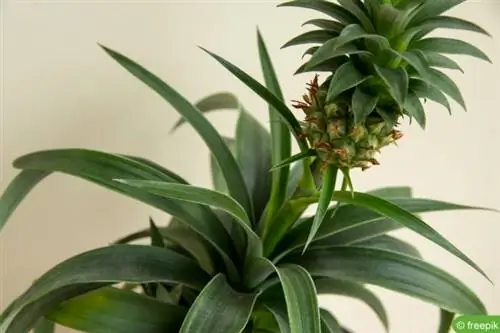 Okrasný ananas (Ananas comosus)