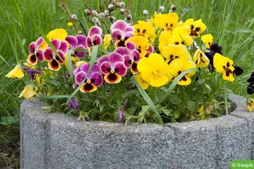 άγριος πανσές (Viola tricolor)