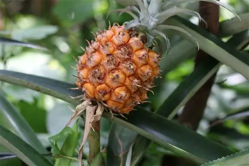 Les plantes pengen el cap: què fer?