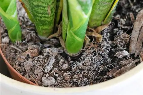 Bow konopí (Sansevieria) v plesnivé půdě