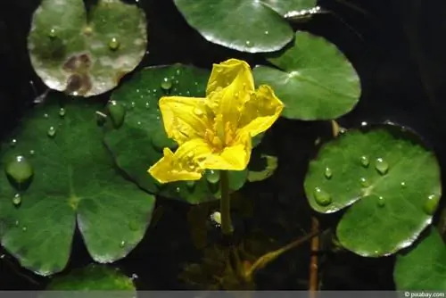 کوزه های دریایی - Nymphoides