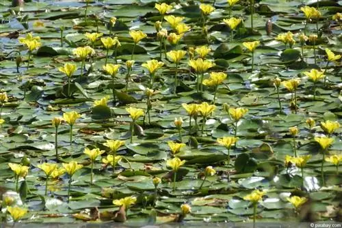 کوزه های دریایی - Nymphoides