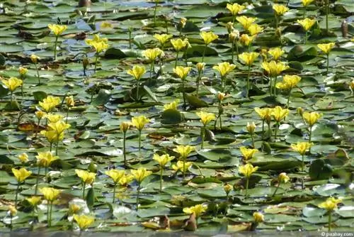 Menanam pasu laut di kolam: arahan - Penjagaan dari A-Z