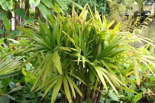 Ձողիկ արմավենի (Rhapis excelsa)