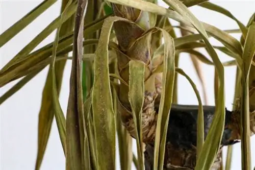 Yucca palm koos ämblikulesta nakatumisega