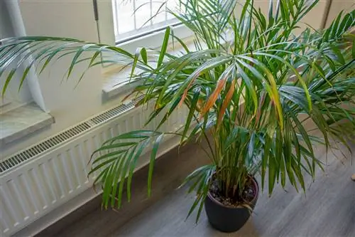 Palmujen lehdet roikkuvat lehdet: pelasta Yucca & Co