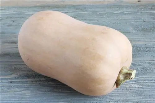 Sau qoob loo butternut squash: thaum twg nws siav?