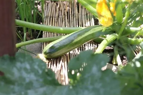 একটি খড় বেস উপর Zucchini