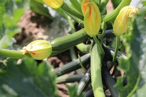 Bunga zucchini betina (kiri), bunga zucchini jantan (kanan)