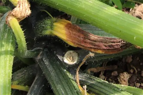 Courgettevruchten rotten aan de plant: wat te doen?