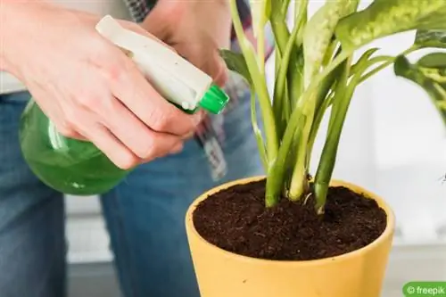 Spray plant with water