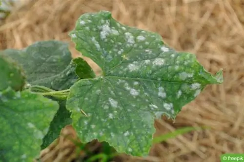 Powdery mildew (Erysiphaceae) on a cucumber leaf