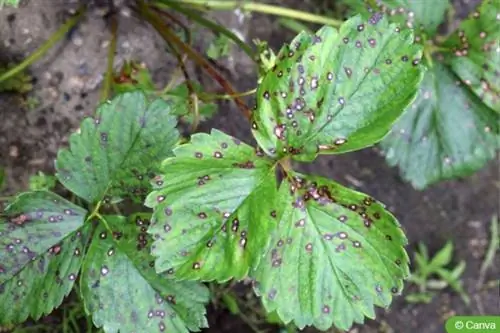 Çiyələk yarpaqlarında ağ ləkə xəstəliyi (Mycosphaerella fragariae).