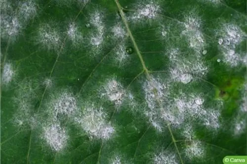 Λευκή σκουριά (Albugo candida)