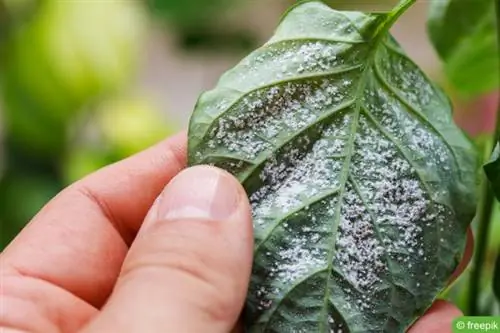 Spider mites on underside of leaves